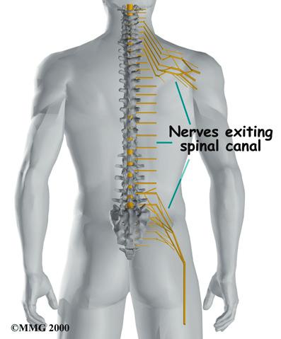 Below this level, the spinal canal encloses a bundle of nerves that goes to the lower limbs and pelvic organs.