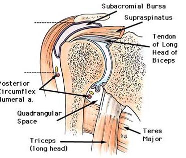 Subacromial Bursa A bursa is a closed synovial membrane to decrease