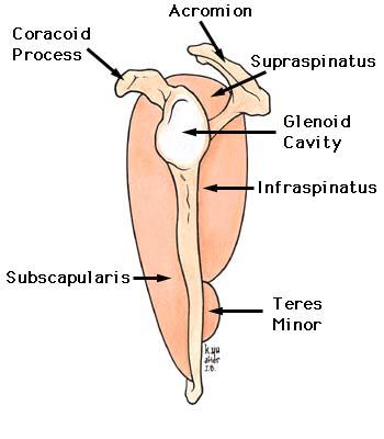 IV. Movements at the Shoulder 27 Muscular Support: Rotator Cuff Joint surrounded by 4