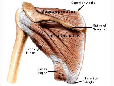 Intrinsic Shoulder Muscles: Rotator Cuff SITS Muscles: Supraspinatus initiates abduction Infraspinatus laterally rotates humerus Teres minor laterally rotates humerus Subscapularis medially rotates