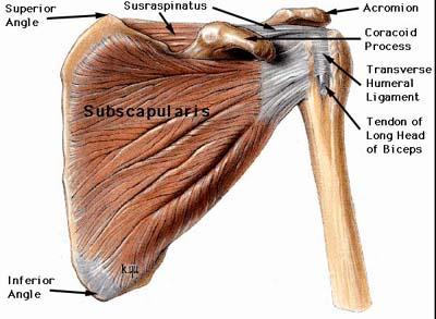 O: Subscapular fossa of scapula Subscapularis I: Lesser tubercle of humerus A: Medial rotation of humerus N: Upper &
