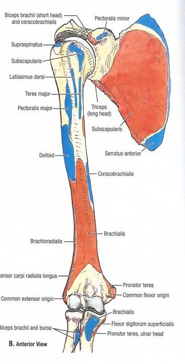 Latissimus Dorsi Inserts on Humerus between Two Majors (Floor of Intertubercular Groove) Action: Extends, Adducts,
