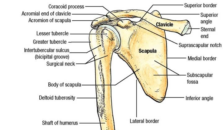 Anterior View 5 Scapular Processes and their Ligaments Acromion Process: Free (lateral) end of spine Articulates with the clavicle (acromio-clavicular joint) Coracoid
