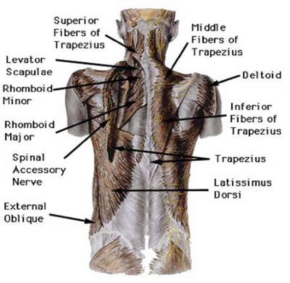 Muscles Suspending the Shoulder Girdle from Vertebral Column Trapezius (Elevates, retracts, Upwardly rotates scapula; Spinal