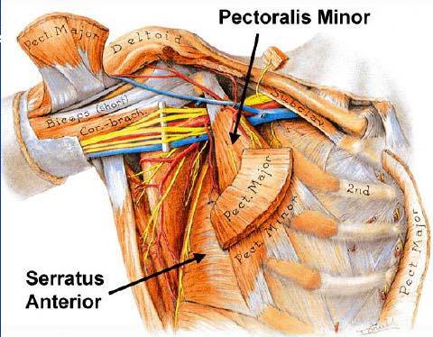 Scapular nerve;) 11 Muscles Pulling on Shoulder Girdle from Anterior Chest Wall Serratus Anterior (Upwardly rotates, protracts,