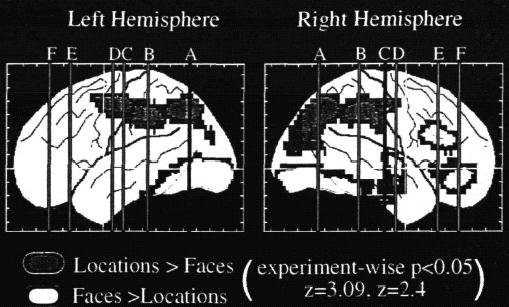 spatial and object information (Goldman-Rakic, 1986; Wilson et al.