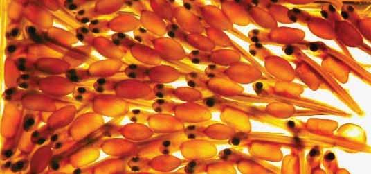 With the specific contributions to the fry fish feed The immune system of the fish is being stimulated and resistance against infections and stress conditions is provided Rapid growth potential is