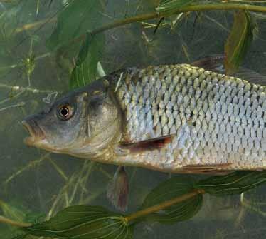 Carp Feed Carp Feed is formulized with the aim of satisfying the nutrition needs of carp fish which have Omnivore feeding behavior.