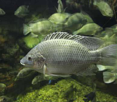 Tilapia Feed Tilapia Fish; which is known as tropic and subtropic is known as a type which is breeded intensely especially in the world.