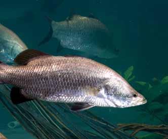 Barramundi Feed Barramundi; which is named as Aegean Sea Bass, makes an impression that is similar and suitable to the nutritional needs of fish.
