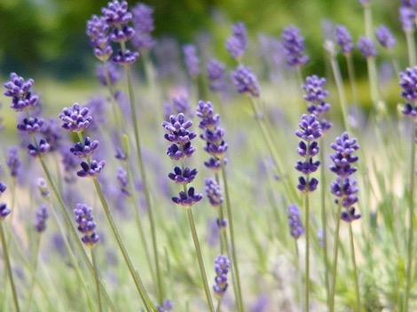 Ideas to Get Started with Essential Oils There are many ways to engage your sense of smell and benefit from the healing powers of specific scents in nature. Here are just a handful to get you started.