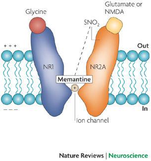 NMDA antagonist: memantine Glutamate, the main excitatory neurotransmitter in the brain, acts at NMDA receptors
