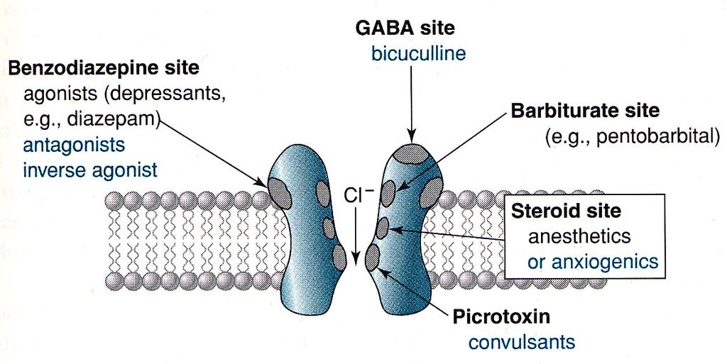 GABA (g-amino butyric acid) Synthesis: Glutamate GABA by glutamic acid decarboxylase (and from glutamine) THE major inhibitory neurotransmitter in CNS; major importance in controlling potential for