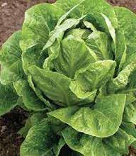 The leafy greens in each family have similar DNA, each including their own minor level of toxins.