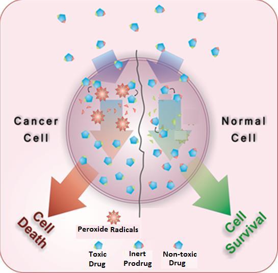 Pro-drugs Targeting Tumor Cells Prodrugs are only activated by unique features inside cancer cells Selective release of