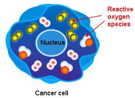 High Level of Hydrogen Peroxide in Cancer Cells CANCER CELLS: Contain reactive oxygen species (ROS): hydrogen peroxide and free radicals Rapidly divide and grow