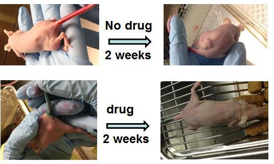 Our Drugs Work in vivo They are safe to