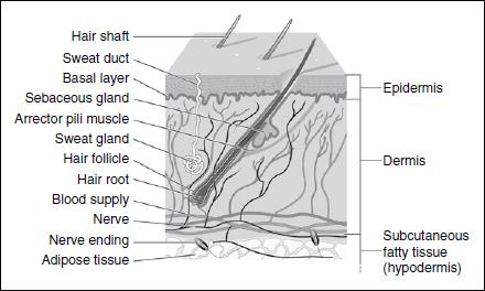 layers of the skin. PHASES OF WOUND HEALING FIGURE 10.1 Layers of the skin. There are three main phases of wound healing.