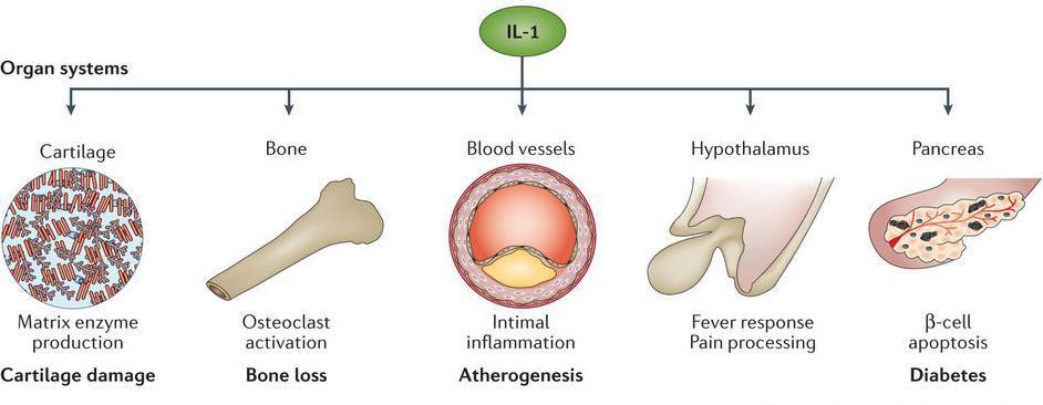 Cell proliferation Differentiation Apoptosis Juvenile idiopathic arthritis