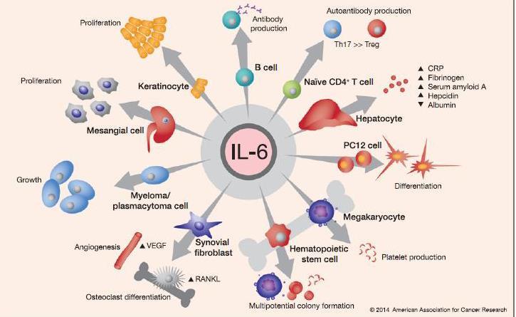 Interleukin-6 Pro-inflammatory & antiinflammatory functions Chromosome 7p21 Released