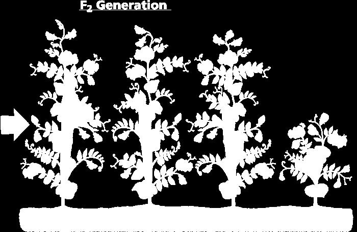 (3 plants are tall, 1 is short) TT Tt Tt Ø GENOTYPE an organism s