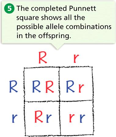 The two-letter combinations are the possible genotypes of the offspring. They are RR, Rr, Rr, and rr genotypes.