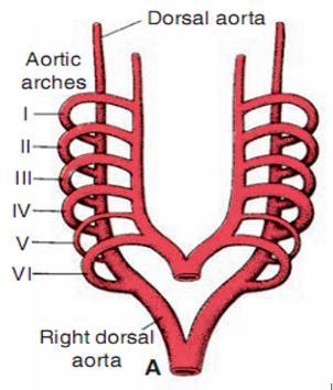 - Proximal part Proximal segment of right pulmonary artery. - Distal portion Disappears.