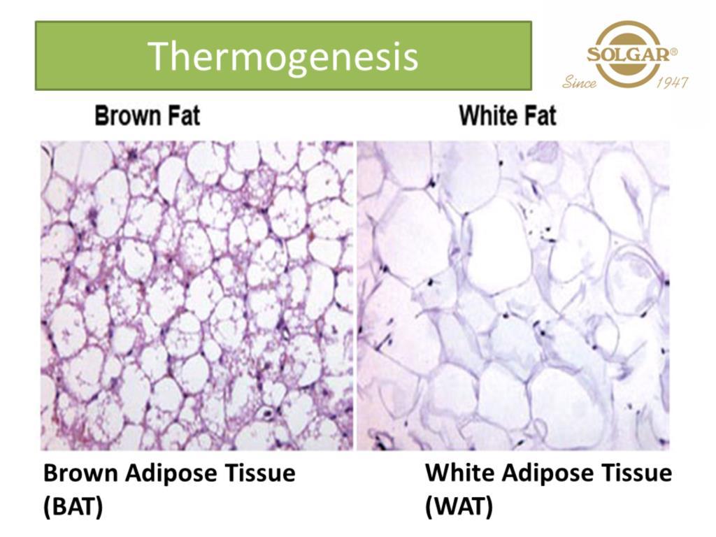 Thermogenesis is directly related to the metabolic rate. Brown fat contains significantly more mitochondria than white fat.