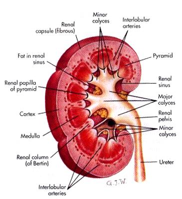 Anatomy of the Kidney 2 major parts: Cortex Medulla