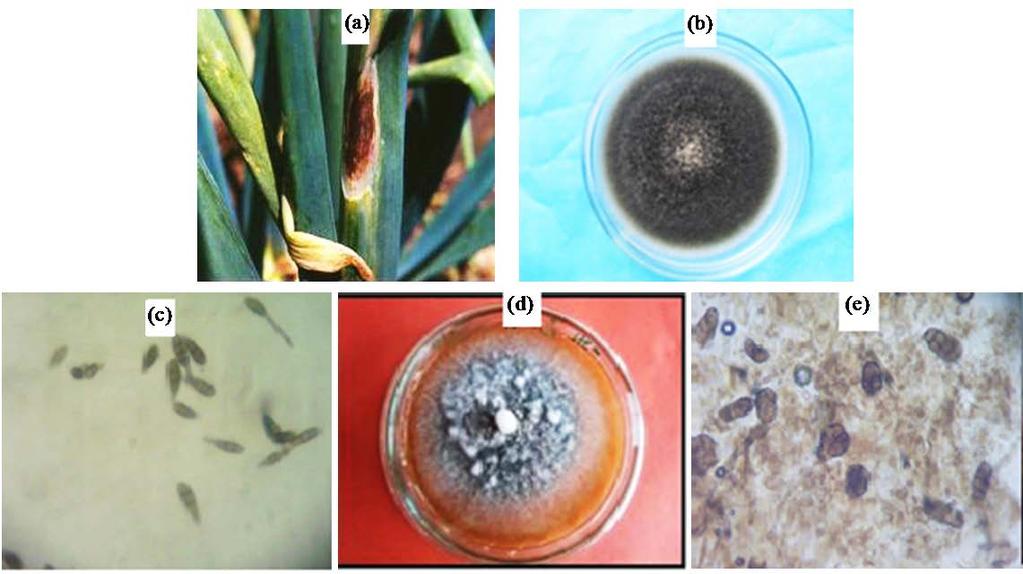 Figure 1. Isolation of Alternaria porri and Stemphylium vesicarium from infected stems of onion.