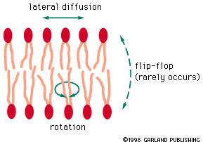 Movement in the membrane Lipids cannot move from one layer to another without the aid