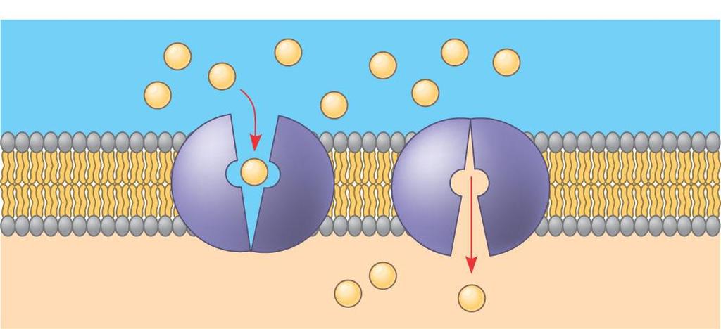 Transmembrane transport proteins allow selective transport of hydrophilic molecules & ions 1.