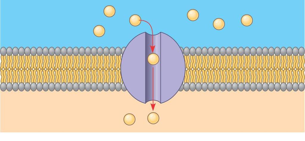 Transmembrane transport proteins allow selective transport of hydrophilic molecules & ions 2.