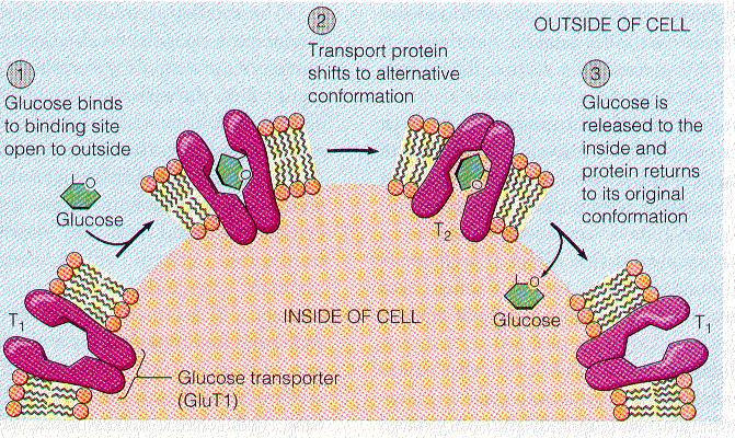 Example1: Glucose transporter GluT1 : (carrier-mediated facilitated