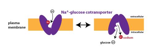 Example2: Na-glucose cotransport (carrier-mediated facilitated diffusionsynport) Mostly Na + and an other molecule (charged or neutral) Direction: from the extracellular