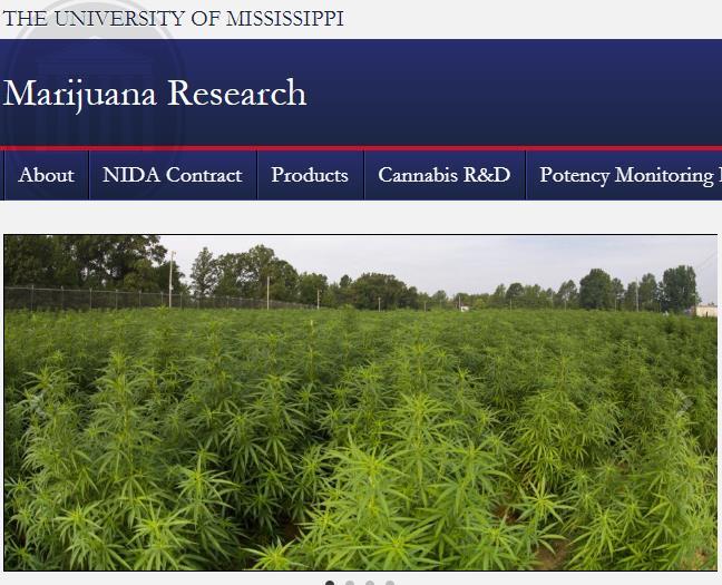 Medical Use of the Cannabis Plant Medical research: cannabis grown at the University of Mississippi and distributed by the National
