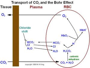 Carbon dioxide diminishes oxygen binding Tissues produce CO 2 that reacts with water to form the weak carbonic acid Carbonic acid dissociates spontanously and generate protons (H + )(ph ) and