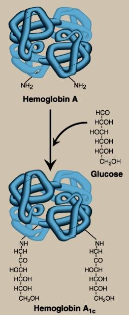 Glycohemoglobin (HbA1c) Is formed spontaneously (by non enzymatic reaction) with glucose.