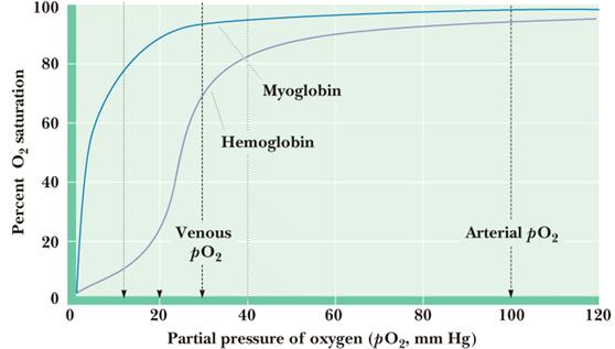 Oxygen Dissociation Curve A plot of % of degree of saturation measured at different partial pressure of O2 (PO2) is called: oxygen dissociation curve Myoglobin: hyperbolic shape: myoglobin take up O2