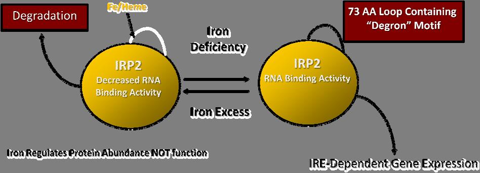 Figure 2 Iron dependent regulation of IRP1. When cells are iron deficient, IRP1 is converted to its active RNA binding form and binds to IREs with high affinity.