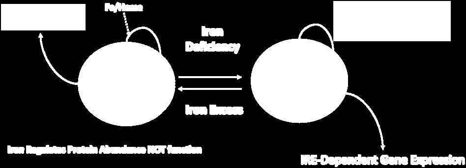 Figure 3 Iron dependent regulation of IRP2.