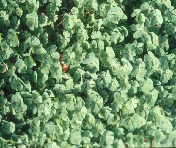 Forage Quality and Animal Intake Southern Spotted Bur clover presents all Leaf to animal