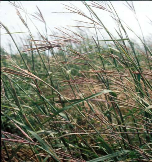 Forage Quality and Animal Intake Caucasian bluestem later in season puts up