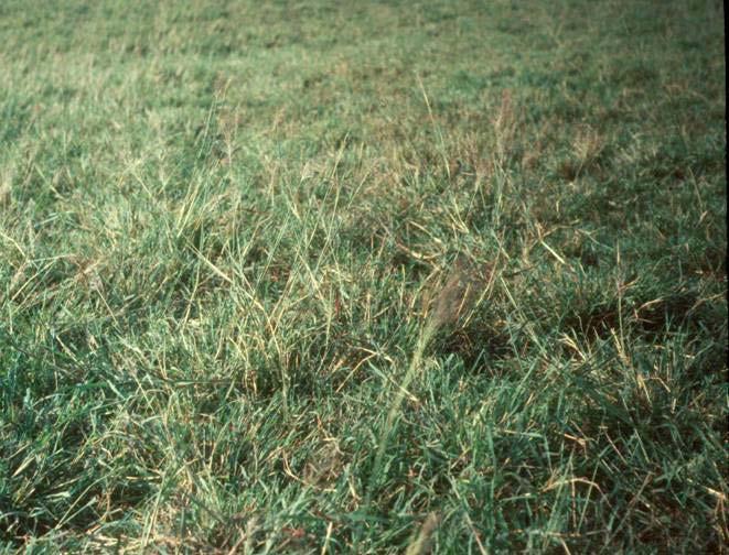 Forage Quality and Animal Intake Caucasian bluestem which has been selectively grazed by