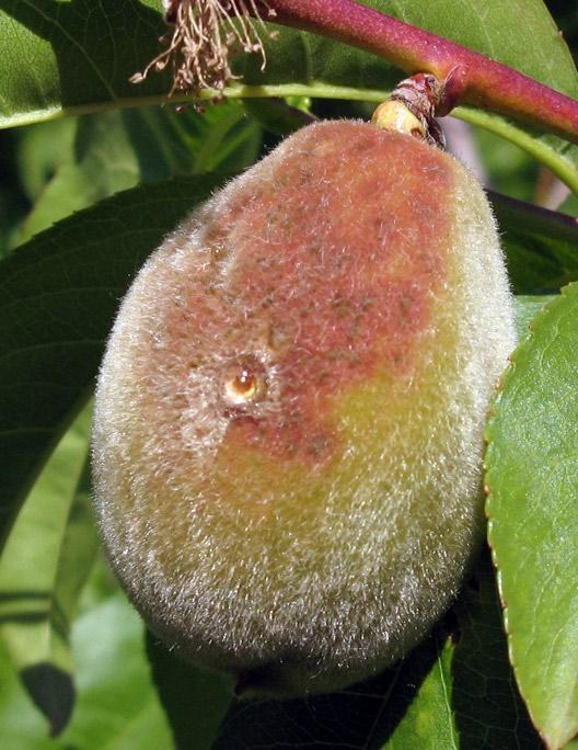After pit hardening, fruit is less susceptible to infection by either powdery mildew species.