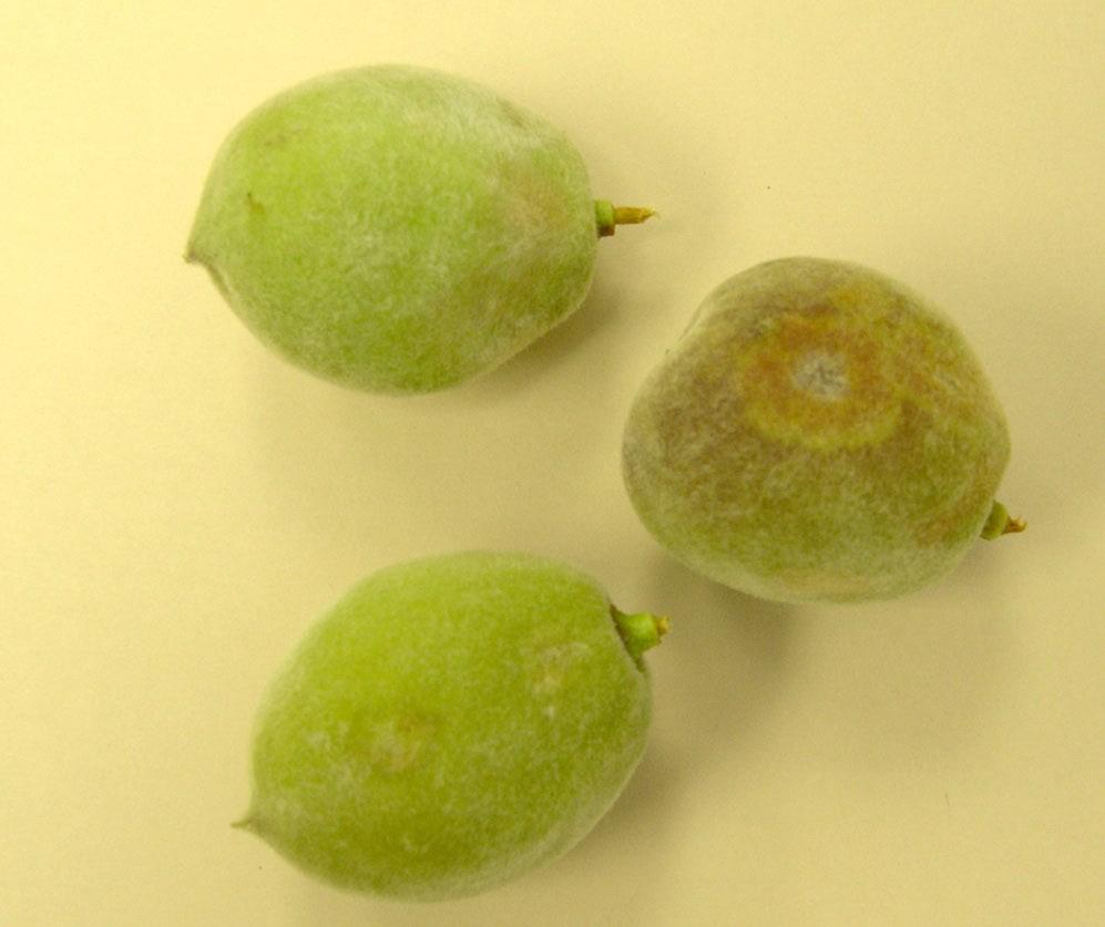 Soon after, lesions turn purple, and fruits Mike Pace, Box Elder County USU Extension apricots are very susceptible coryneum lesions visible now on peach fruit are small purple spots; later they will