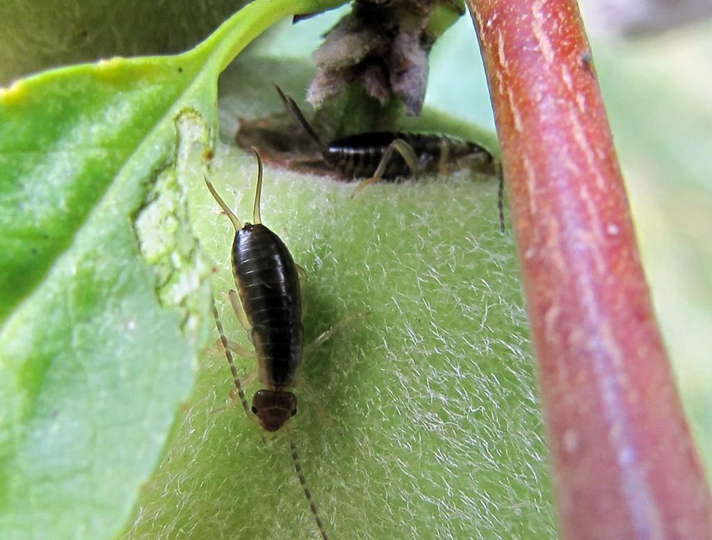 earwigs usually burrow into the fruit at the stem end, but may also feed on the fruit surface and into the flesh Another trap that I ve read about, but haven t tried, is made from rolling a strip of