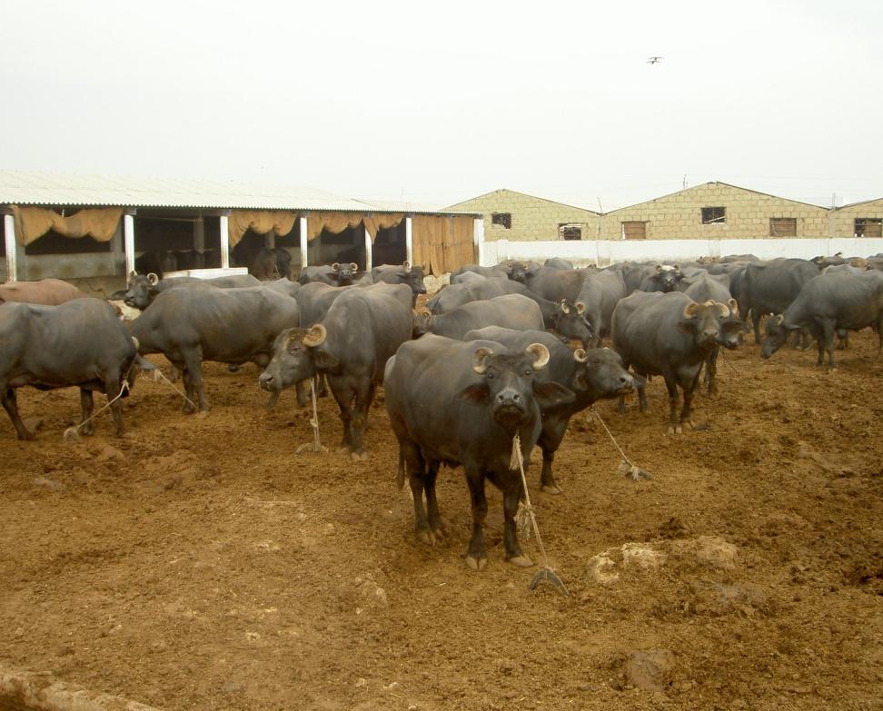 Pakistan (Dairy colonies) Dairy farm in Landhi (from Soren Alexandersen) The animal population in the Landhi dairy colony is