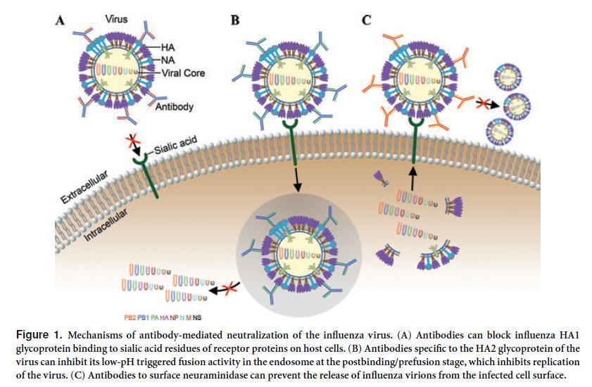 Research Aim Determine how Fabs neutralize influenza in relation to Mabs Assess the potential of Fabs to be used as an intermediate step in antibody development to increase the number of antibodies