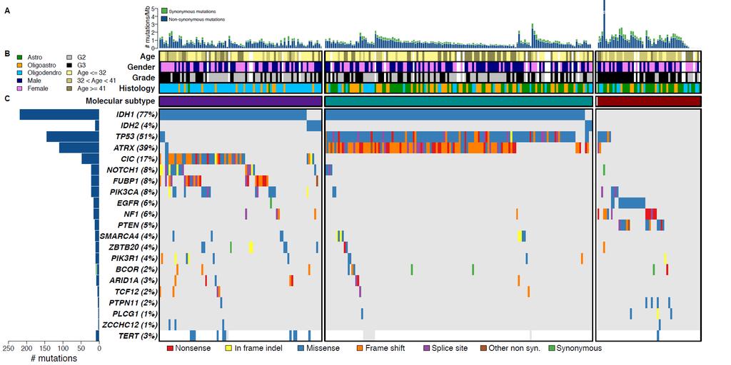 The TCGA for low grade glioma: another step forward Significantly mutated genes